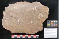 Foto (Objekt + Etikett) von Rhacopteris elegans Ettingshausen (NHMW-GEO-2024-0188-10820)